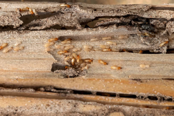 Loganville, GA Pest Control Company