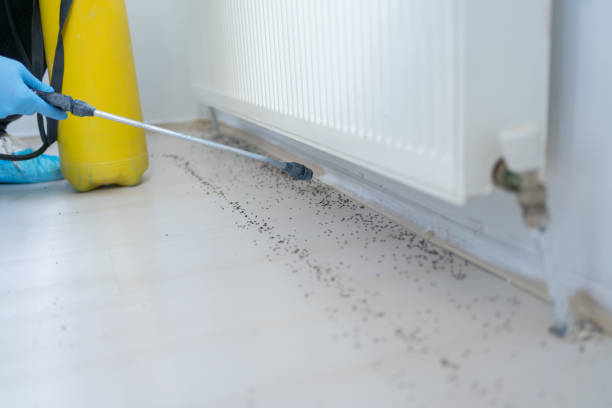 Best Affordable Pest Control Services  in Lonville, GA